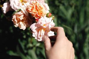 Woman hand holding pink rose flowers in rockery in summer time. Gardener worker cares about flowers in flower garden. Floriculture hobby and flower planting cultivating concept. photo