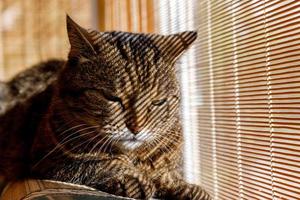 Funny portrait arrogant short-haired domestic tabby cat relaxing near window blinds at home indoors. Little kitten lovely member of family playing in house. Pet care health and animal concept. photo