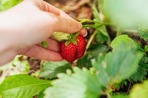 Gardening and agriculture concept. Female farm worker hand harvesting red fresh ripe organic strawberry in garden. Vegan vegetarian home grown food production. Woman picking strawberries in field. photo