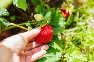 Gardening and agriculture concept. Female farm worker hand harvesting red fresh ripe organic strawberry in garden. Vegan vegetarian home grown food production. Woman picking strawberries in field. photo