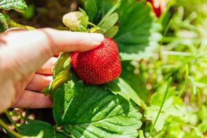 Gardening and agriculture concept. Female farm worker hand harvesting red fresh ripe organic strawberry in garden. Vegan vegetarian home grown food production. Woman picking strawberries in field. photo