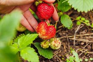Gardening and agriculture concept. Female farm worker hand harvesting red fresh ripe organic strawberry in garden. Vegan vegetarian home grown food production. Woman picking strawberries in field. photo