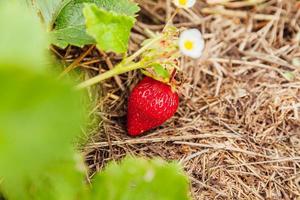 Industrial cultivation of strawberries plant. Bush with ripe red fruits strawberry in summer garden bed. Natural growing of berries on farm. Eco healthy organic food horticulture concept background. photo