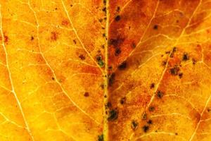 primer plano otoño otoño extrema textura macro vista de hoja de madera verde naranja rojo resplandor de hoja de árbol en el fondo del sol. fondo de pantalla de octubre o septiembre de naturaleza inspiradora. concepto de cambio de estaciones. foto