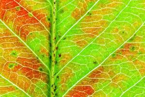 Closeup autumn fall extreme macro texture view of red orange green wood sheet tree leaf glow in sun background. Inspirational nature october or september wallpaper. Change of seasons concept. photo