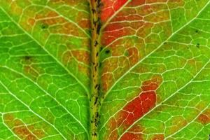 primer plano otoño otoño extrema textura macro vista de hoja de madera verde naranja rojo resplandor de hoja de árbol en el fondo del sol. fondo de pantalla de octubre o septiembre de naturaleza inspiradora. concepto de cambio de estaciones. foto