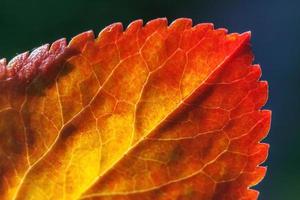 vista macro de otoño natural de primer plano de hoja naranja roja que brilla al sol sobre fondo verde borroso en el jardín o parque. fondo de pantalla de octubre o septiembre de naturaleza inspiradora. concepto de cambio de estaciones. foto