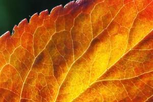 Closeup autumn fall extreme macro texture view of red orange green wood sheet tree leaf glow in sun background. Inspirational nature october or september wallpaper. Change of seasons concept. photo