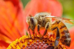 abeja de miel cubierta con néctar de bebida de polen amarillo, flor de naranja polinizadora. primavera floral natural inspiradora o fondo de jardín floreciente de verano. vida de los insectos. enfoque selectivo de primer plano macro. foto