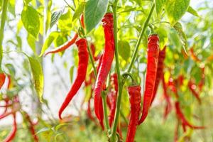 Gardening and agriculture concept. Perfect red fresh ripe organic chili pepper ready to harvesting on branch in garden. Vegan vegetarian home grown food production. Picking hot spicy cayenne pepper. photo