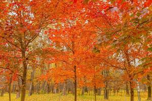 vista natural de otoño de los árboles con hojas de naranja roja en el bosque o parque del jardín. hojas de arce durante la temporada de otoño. naturaleza inspiradora en octubre o septiembre. concepto de cambio de estaciones. foto