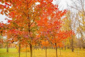 Natural autumn fall view of trees with red orange leaf in garden forest or park. Maple leaves during autumn season. Inspirational nature in october or september. Change of seasons concept. photo