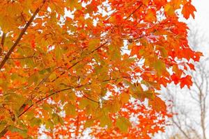 Closeup natural autumn fall view of red orange leaf on blurred background in garden or park selective focus. Inspirational nature october or september wallpaper. Change of seasons concept photo