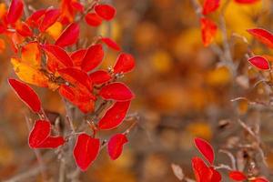 vista de otoño natural de primer plano de la hoja naranja roja sobre fondo borroso en el enfoque selectivo del jardín o parque. fondo de pantalla de octubre o septiembre de naturaleza inspiradora. concepto de cambio de estaciones foto