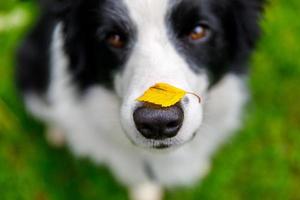 Outdoor portrait of cute funny puppy dog border collie with yellow fall leaf on nose sitting in autumn park. Dog sniffing autumn leaves on walk. Close Up selective focus. Funny pet concept photo
