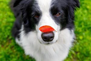 Outdoor portrait of cute funny puppy dog border collie with red fall leaf on nose sitting in autumn park. Dog sniffing autumn leaves on walk. Close Up selective focus. Funny pet concept photo