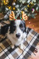 Funny portrait of cute puppy dog border collie wearing Christmas costume deer horns hat near christmas tree at home indoors background. Preparation for holiday. Happy Merry Christmas concept. photo