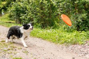 Outdoor portrait of cute funny puppy dog border collie catching toy in air. Dog playing with flying disk. Sports activity with dog in park outside. photo