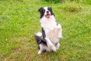 Outdoor portrait of cute smiling puppy border collie sitting on grass park background. Little dog with funny face jumping in sunny summer day outdoors. Pet care and funny animals life concept photo