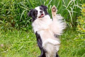 Outdoor portrait of cute smiling puppy border collie sitting on grass park background. Little dog with funny face jumping in sunny summer day outdoors. Pet care and funny animals life concept photo