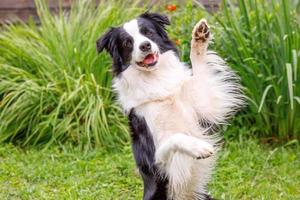 Outdoor portrait of cute smiling puppy border collie sitting on grass park background. Little dog with funny face jumping in sunny summer day outdoors. Pet care and funny animals life concept photo