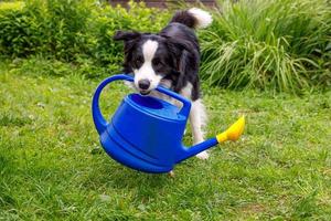 Outdoor portrait of cute smiling dog border collie holding watering can on garden background. Funny puppy as gardener fetching watering can for irrigation. Gardening and agriculture concept. photo