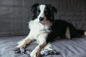 divertido retrato de un lindo cachorro sonriente border collie en el sofá en el interior. nuevo miembro encantador de la familia perrito en casa mirando y esperando. cuidado de mascotas y concepto de animales. foto