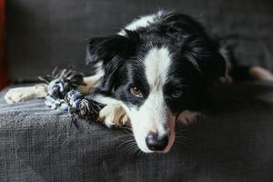 Funny portrait of cute smiling puppy dog border collie on couch indoors. New lovely member of family little dog at home gazing and waiting. Pet care and animals concept. photo