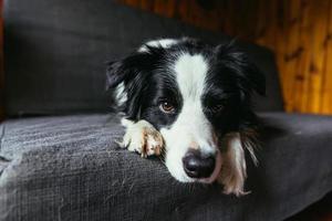 Funny portrait of cute smiling puppy dog border collie on couch indoors. New lovely member of family little dog at home gazing and waiting. Pet care and animals concept. photo