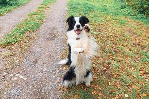 Funny puppy dog border collie playing jumping on dry fall leaves in park outdoor. Dog sniffing autumn leaves on walk. Hello Autumn cold weather concept. photo