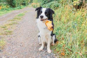 Funny puppy dog border collie with orange maple fall leaf in mouth sitting on park background outdoor. Dog sniffing autumn leaves on walk. Hello Autumn cold weather concept. photo