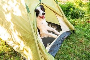 Outdoor portrait of cute funny puppy dog border collie sitting inside in camping tent. Pet travel adventure with dog companion. Guardian and camping protection. Trip tourism concept photo