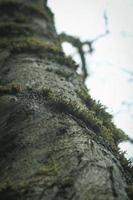 musgo que se aferra a los pinos en el bosque de invierno de estados unidos. foto