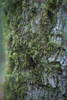 Moss that clings to the pines in the US winter forest. photo