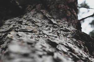 Cracked pine bark in the winter forest photo