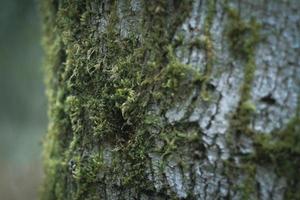 Moss that clings to the pines in the US winter forest. photo