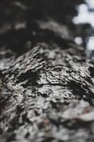 Cracked pine bark in the winter forest photo