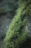 Moss that clings to the pines in the US winter forest. photo