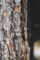 Cracked pine bark in the winter forest photo