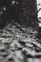 Cracked pine bark in the winter forest photo