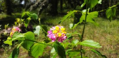 hermosas flores rosas crecen silvestres en el área del bosque. foto