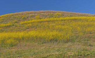 Yellow Spring Flowers on a Coastal Hill photo