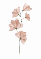 Watercolor trendy flower. Vector illustration for web, app and print. Elegant feminine shape floristic isolated sweet pea flower. Garden, botanical, minimalistic floral element.