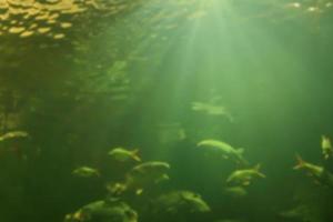 Underwater ocean abstract blur for background photo