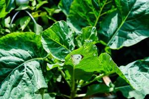 The larvae of the white butterfly destroy the cabbage harvest photo