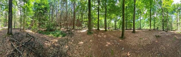 Panorama of a beautiful view into a dense green forest with bright sunlight casting deep shadow. photo
