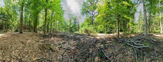 Panorama of a beautiful view into a dense green forest with bright sunlight casting deep shadow. photo