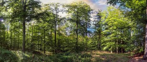 Beautiful view into a dense green forest with bright sunlight casting deep shadow photo