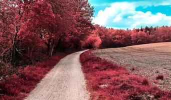 Beautiful purple infrared landscape in high resolution photo