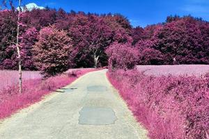 hermoso paisaje infrarrojo púrpura en alta resolución foto